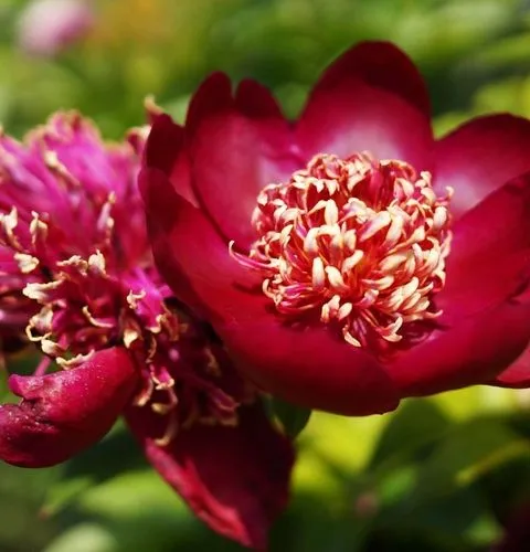 Red flowers Giverny Clos Normand